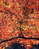 Fondo de pantalla Autumn Colors 128x160
