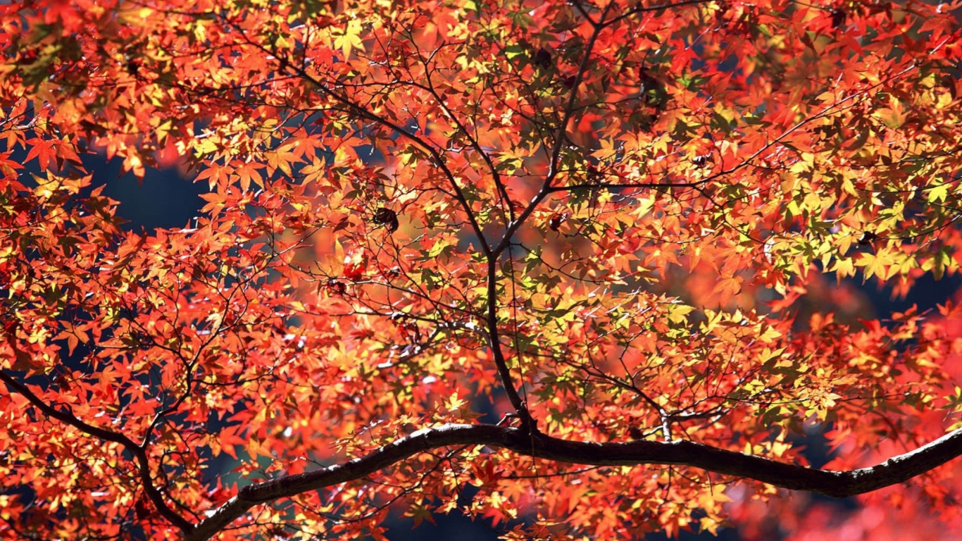 Screenshot №1 pro téma Autumn Colors 1366x768