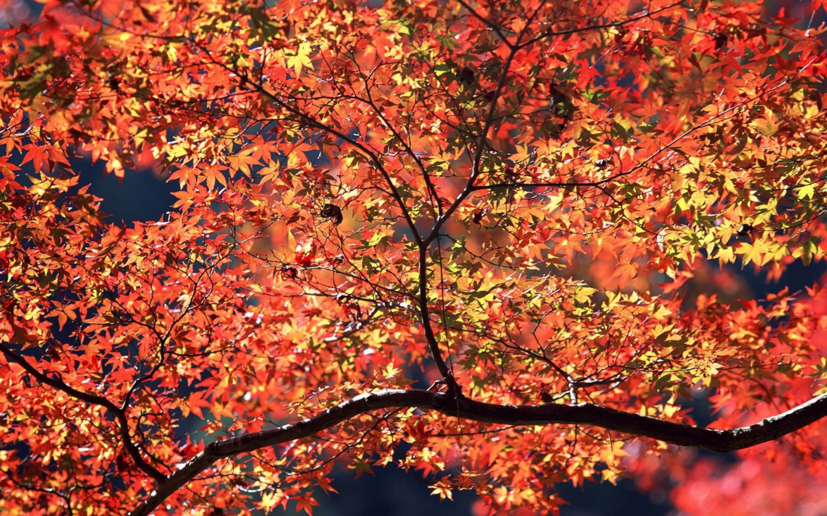 Das Autumn Colors Wallpaper 1680x1050