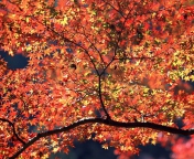 Das Autumn Colors Wallpaper 176x144