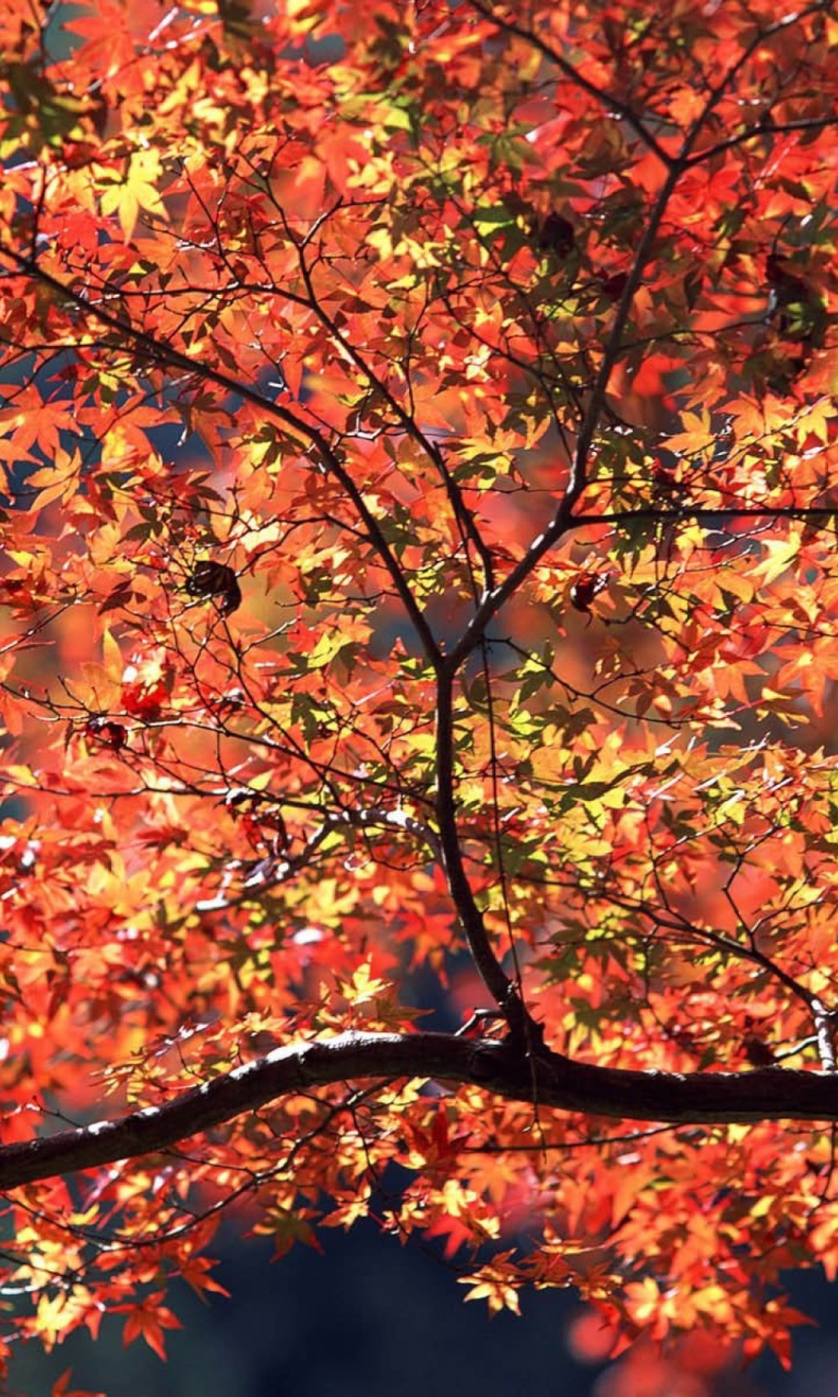 Autumn Colors wallpaper 768x1280