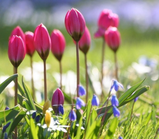 Wild Pink Tulips - Obrázkek zdarma pro iPad Air