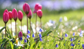 Wild Pink Tulips - Obrázkek zdarma pro 1280x720