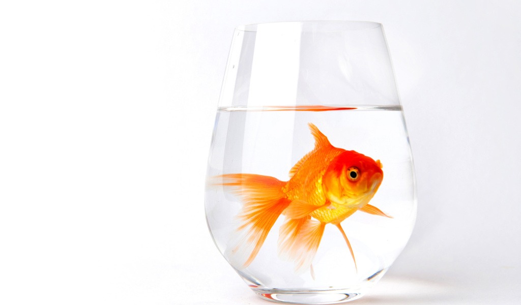 Обои Goldfish in Glass 1024x600