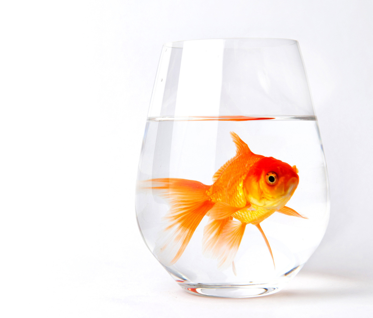 Sfondi Goldfish in Glass 1200x1024