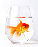 Das Goldfish in Glass Wallpaper 128x160
