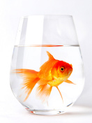 Goldfish in Glass screenshot #1 132x176
