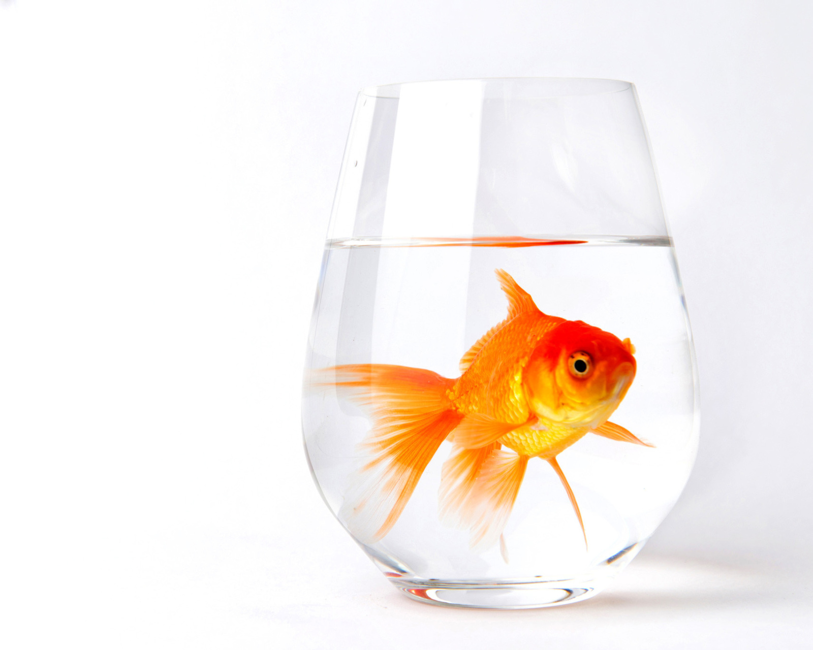 Sfondi Goldfish in Glass 1600x1280