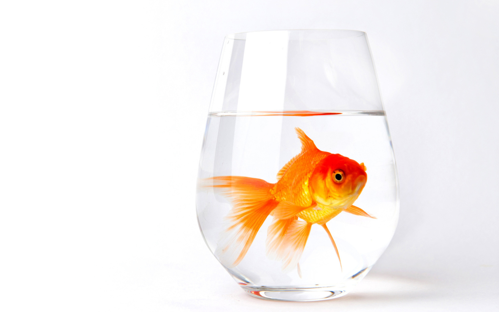 Fondo de pantalla Goldfish in Glass 1680x1050