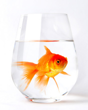 Goldfish in Glass wallpaper 176x220