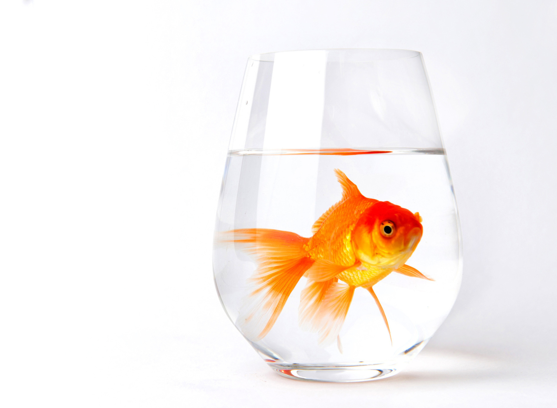 Обои Goldfish in Glass 1920x1408