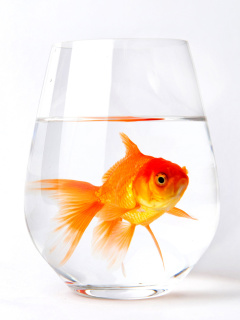 Das Goldfish in Glass Wallpaper 240x320