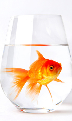 Fondo de pantalla Goldfish in Glass 240x400