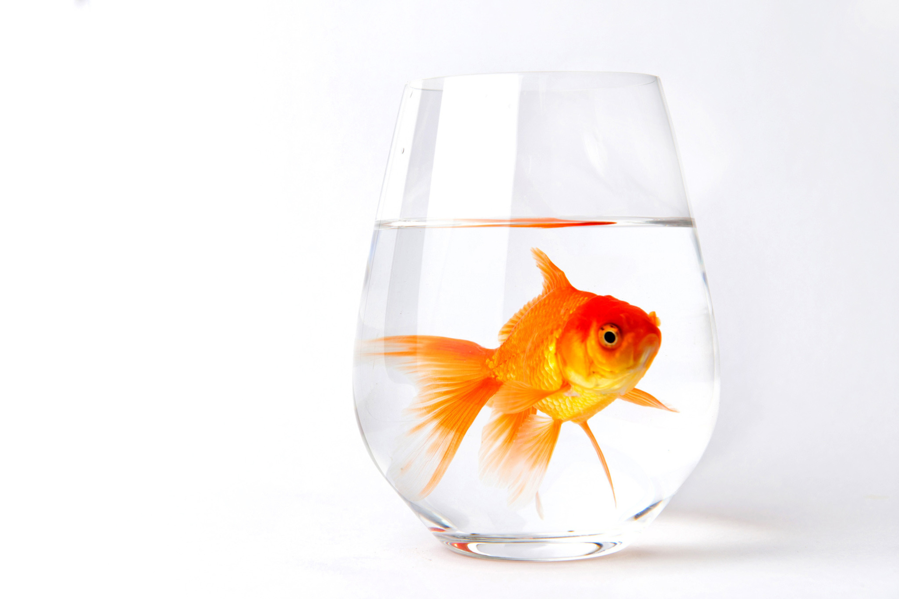 Fondo de pantalla Goldfish in Glass 2880x1920