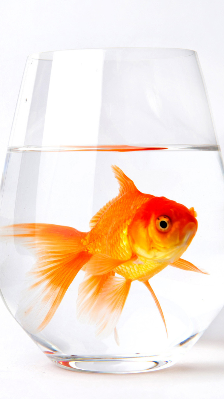 Обои Goldfish in Glass 750x1334