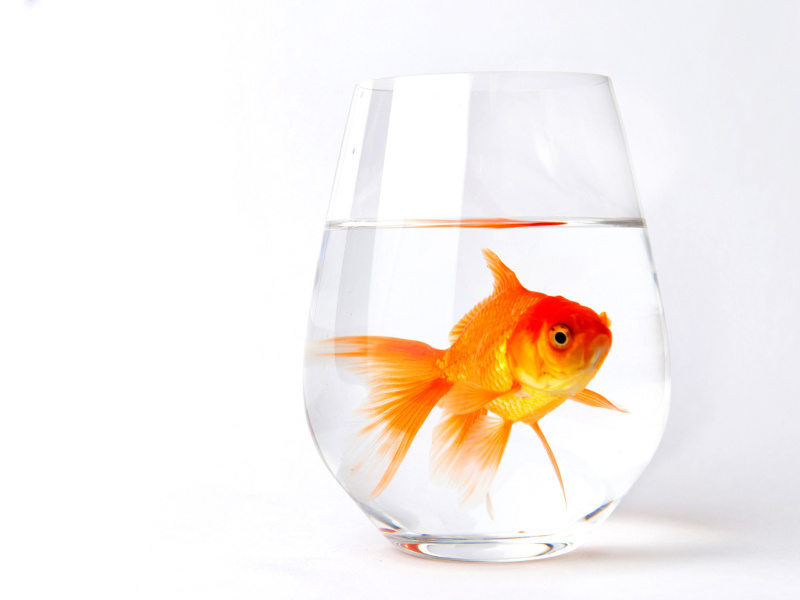 Обои Goldfish in Glass 800x600