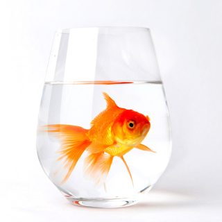 Goldfish in Glass - Obrázkek zdarma pro 128x128