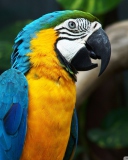 Screenshot №1 pro téma Blue And Yellow Macaw 128x160