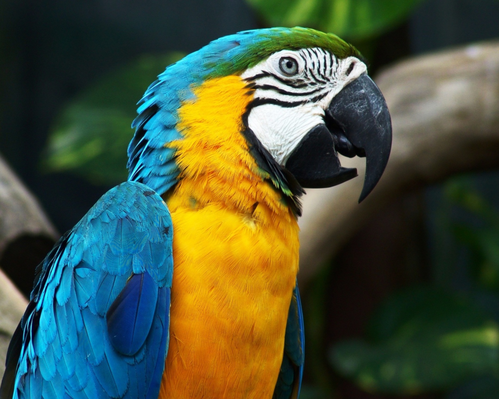 Screenshot №1 pro téma Blue And Yellow Macaw 1600x1280