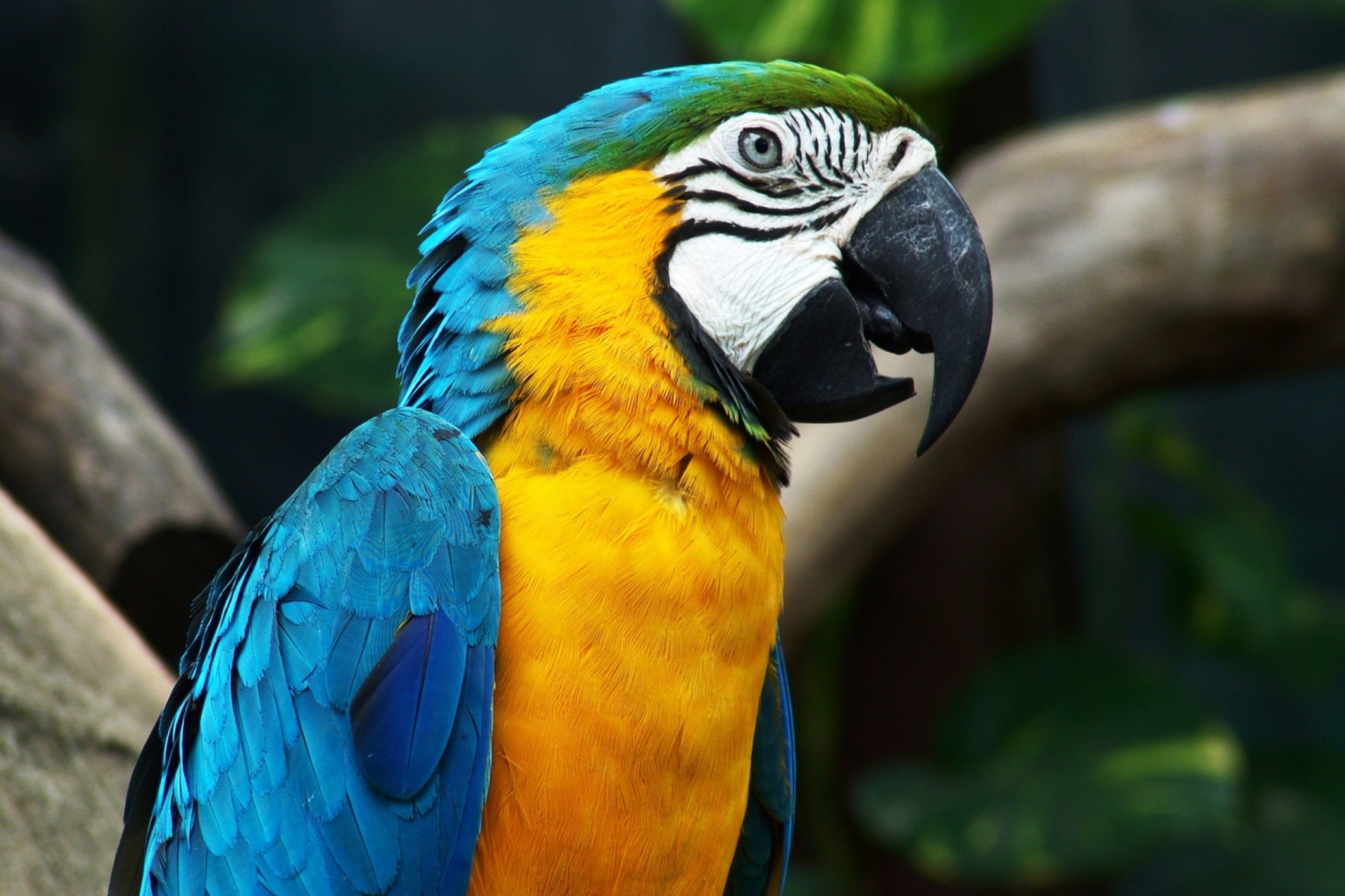 Das Blue And Yellow Macaw Wallpaper 2880x1920