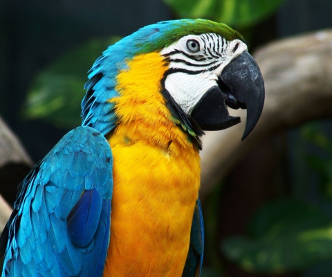 Das Blue And Yellow Macaw Wallpaper 480x400