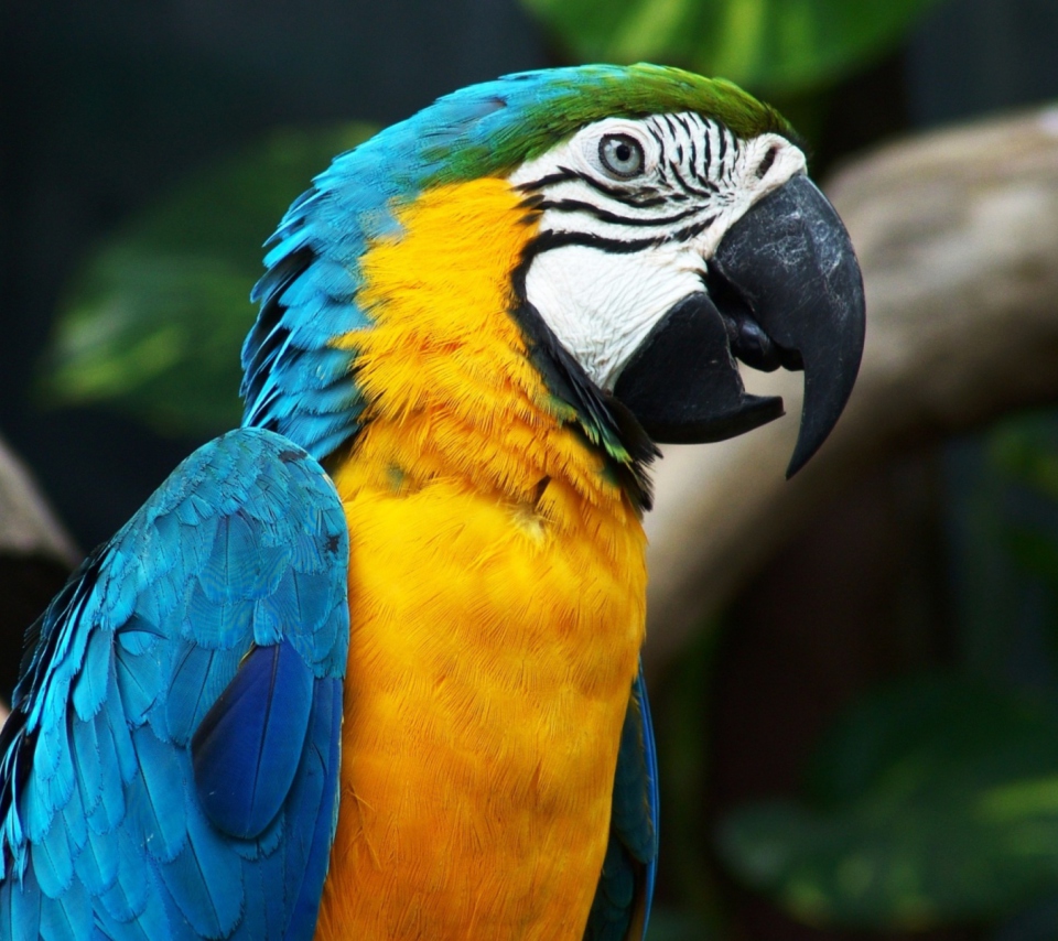 Screenshot №1 pro téma Blue And Yellow Macaw 960x854