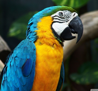 Blue And Yellow Macaw - Fondos de pantalla gratis para iPad mini