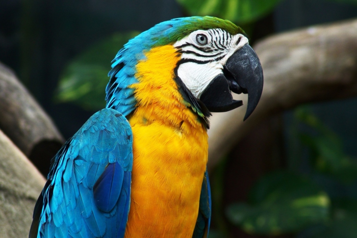 Screenshot №1 pro téma Blue And Yellow Macaw