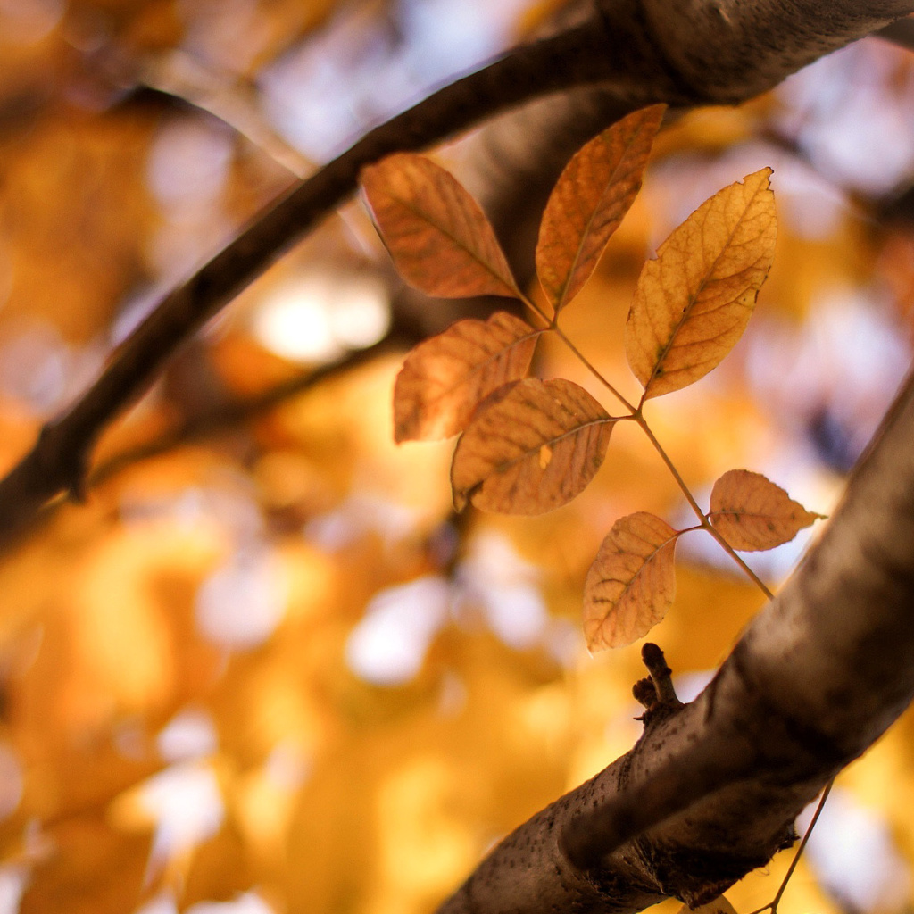 Das Yellow Macro Autumn Leaves Wallpaper 1024x1024