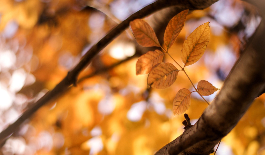 Fondo de pantalla Yellow Macro Autumn Leaves 1024x600