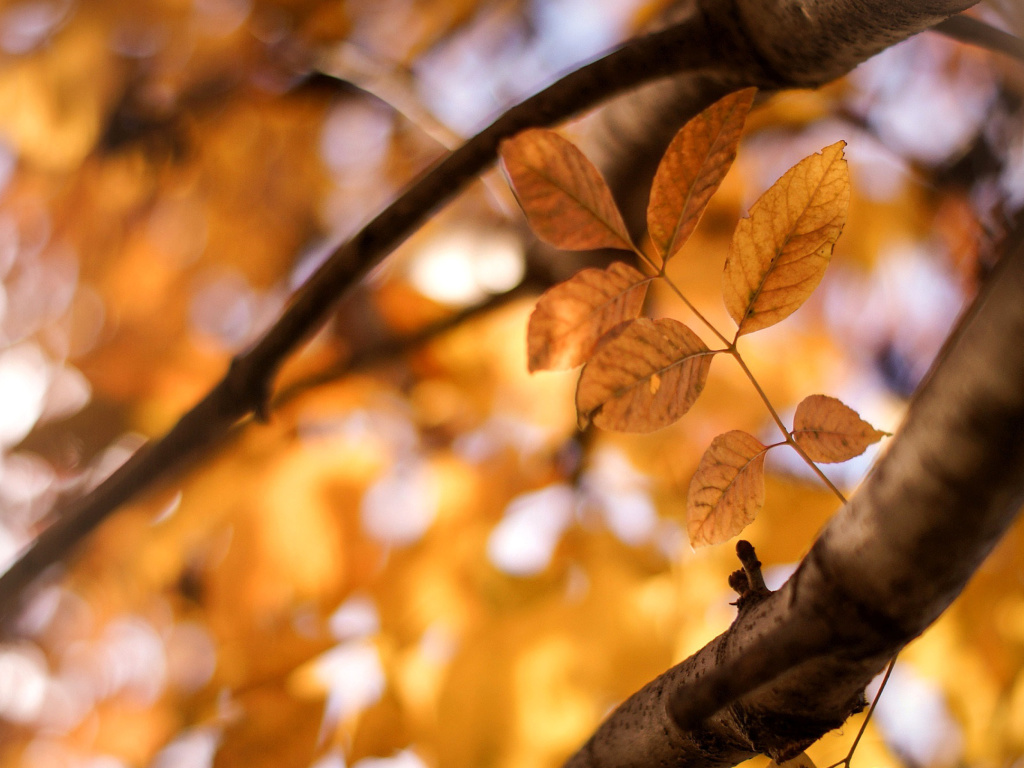 Sfondi Yellow Macro Autumn Leaves 1024x768