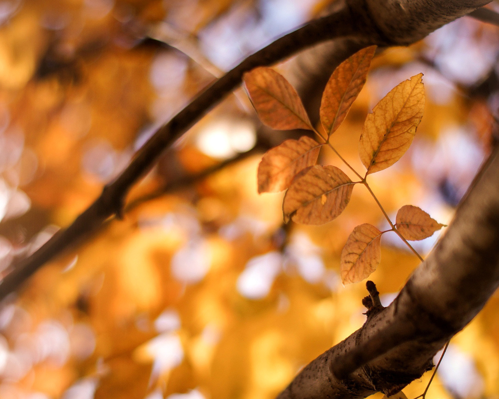 Yellow Macro Autumn Leaves screenshot #1 1600x1280