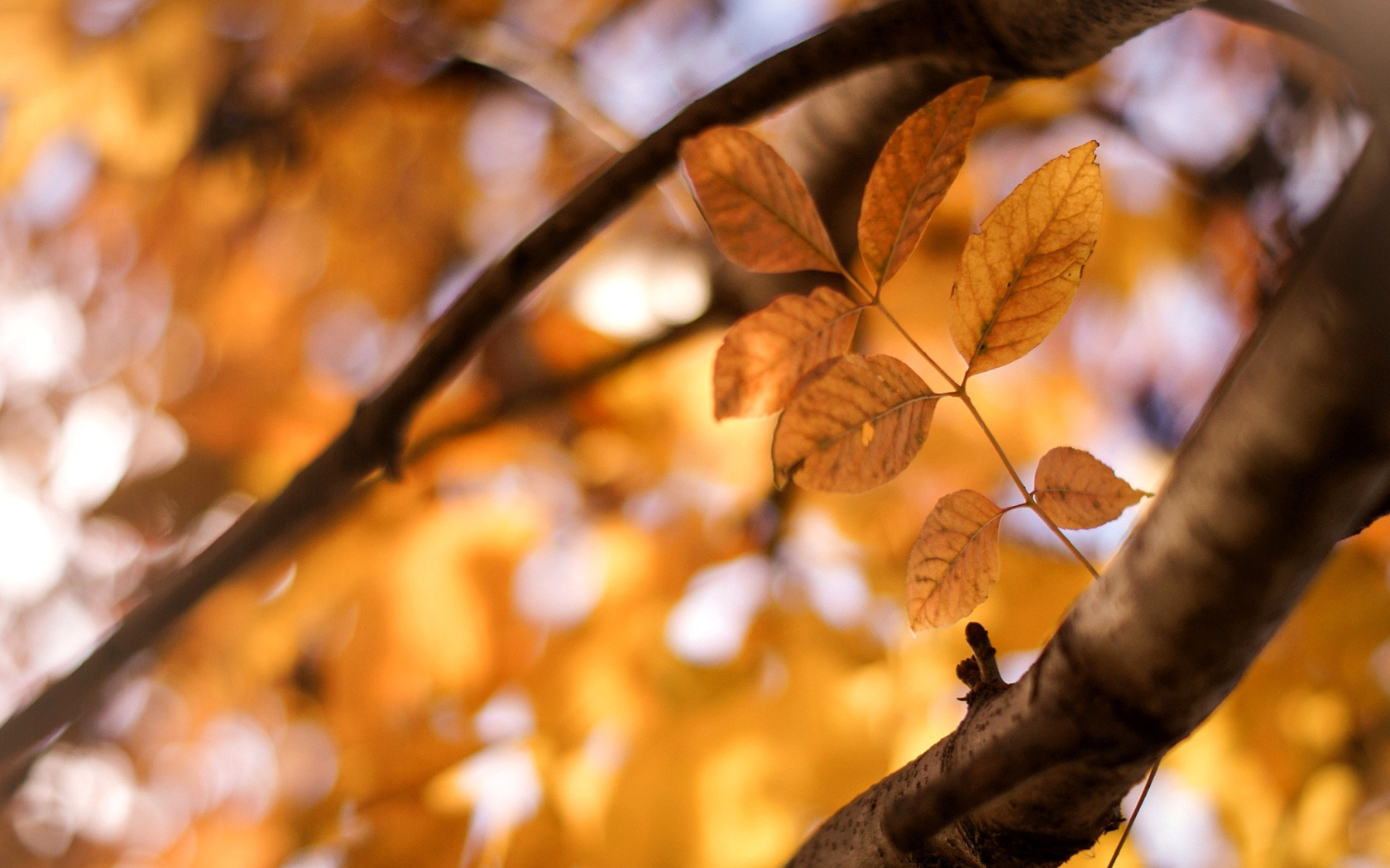 Обои Yellow Macro Autumn Leaves 1680x1050