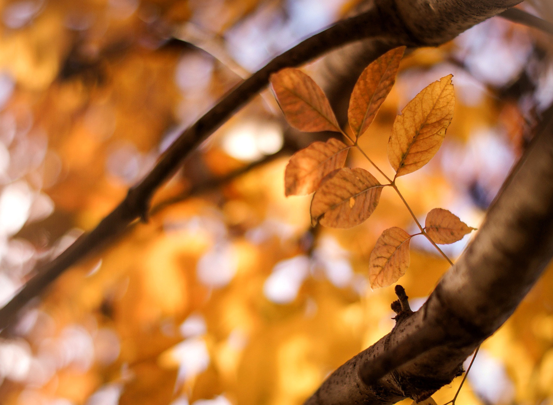 Yellow Macro Autumn Leaves wallpaper 1920x1408