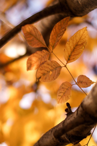 Fondo de pantalla Yellow Macro Autumn Leaves 320x480