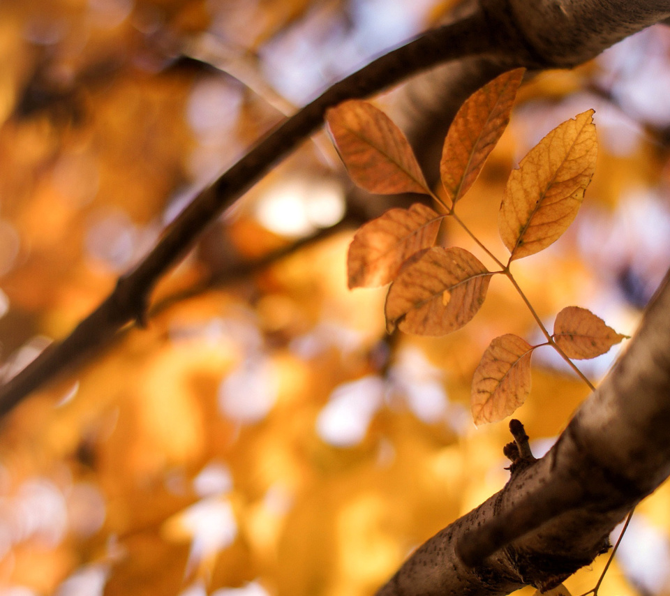 Обои Yellow Macro Autumn Leaves 960x854