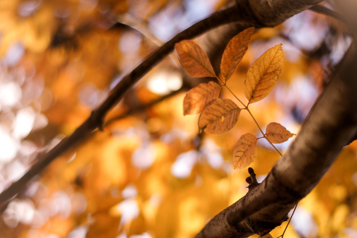Das Yellow Macro Autumn Leaves Wallpaper