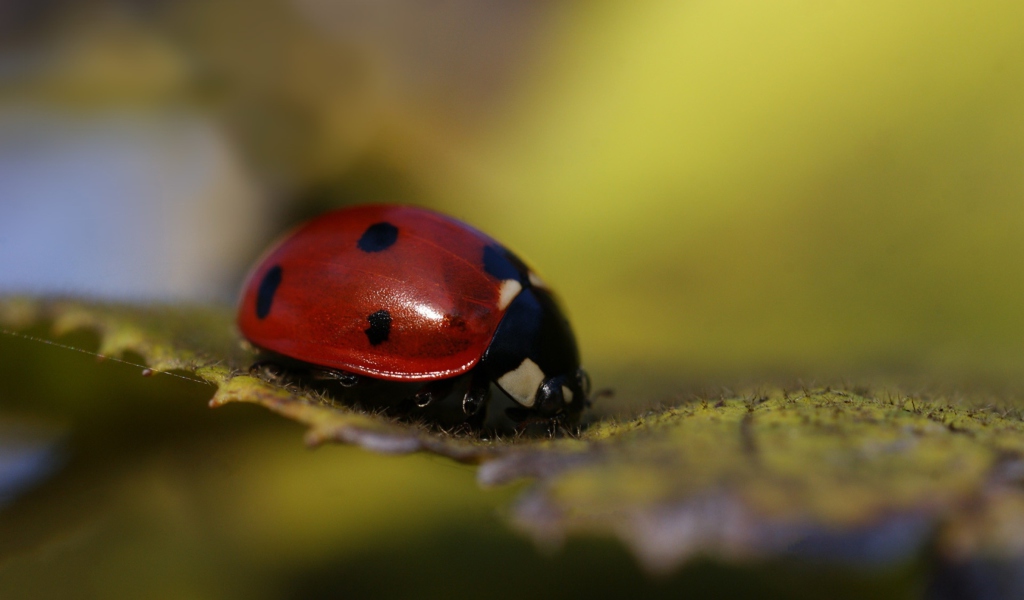Sfondi Ladybug Macro 1024x600