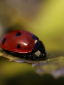 Fondo de pantalla Ladybug Macro 132x176