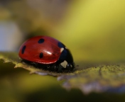Ladybug Macro wallpaper 176x144
