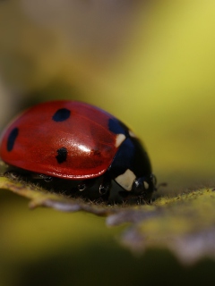 Fondo de pantalla Ladybug Macro 240x320