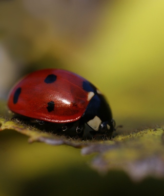 Ladybug Macro - Obrázkek zdarma pro Nokia Asha 308