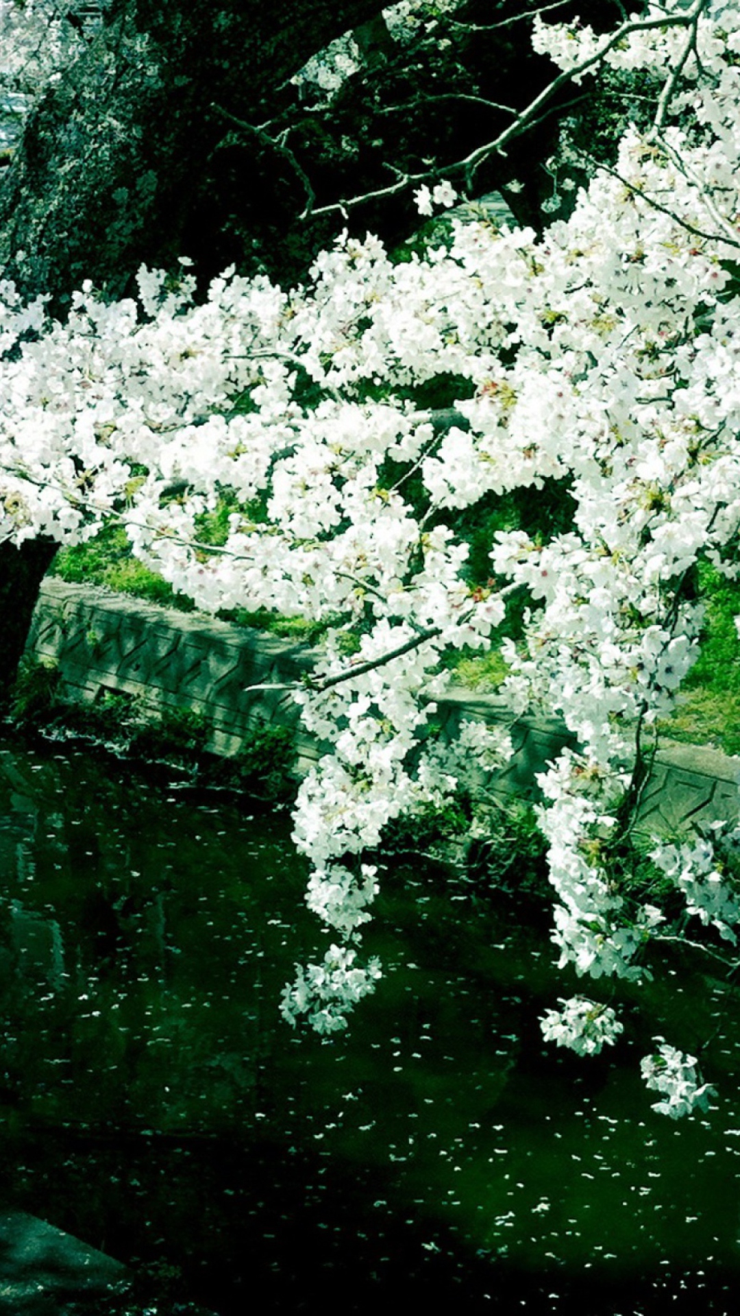 Das Sakura Iga River Wallpaper 1080x1920