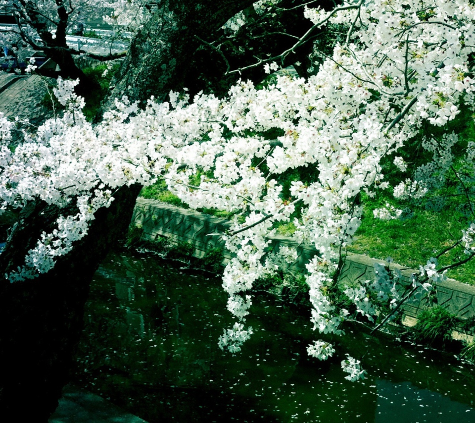 Screenshot №1 pro téma Sakura Iga River 960x854