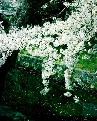 Sakura Iga River - Obrázkek zdarma pro iPhone 5