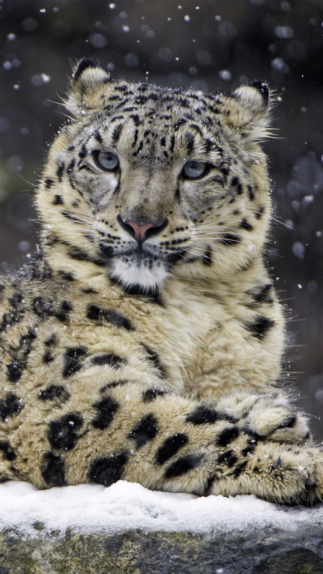 Snow Leopard wallpaper 1080x1920