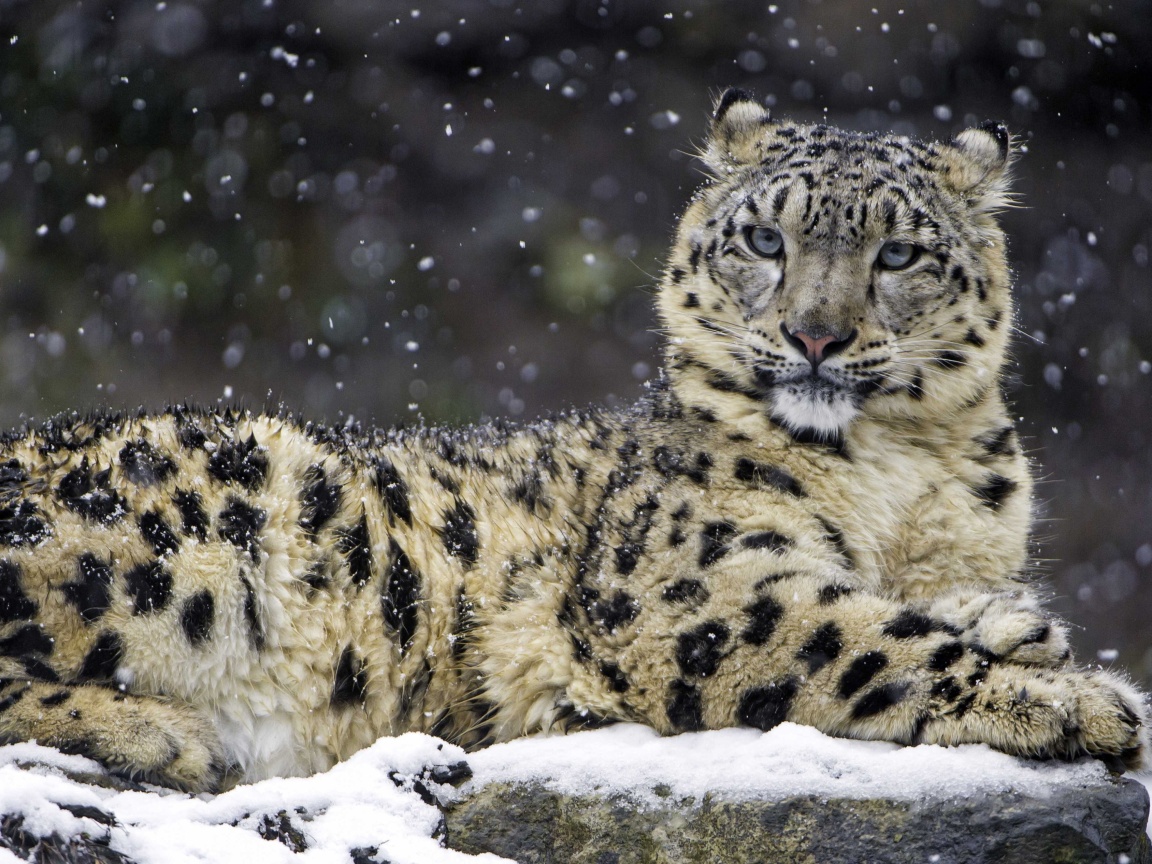 Snow Leopard wallpaper 1152x864