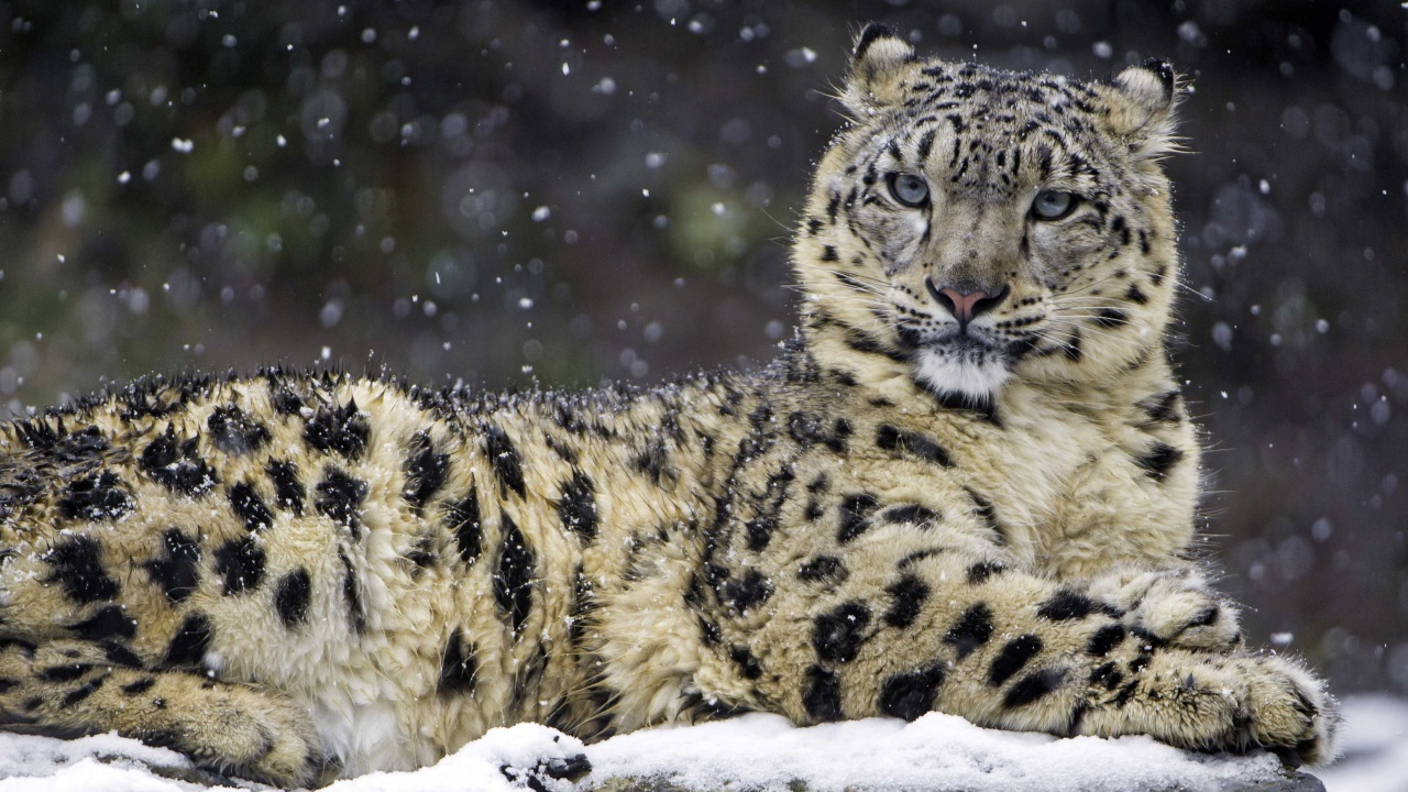 Fondo de pantalla Snow Leopard 1280x720