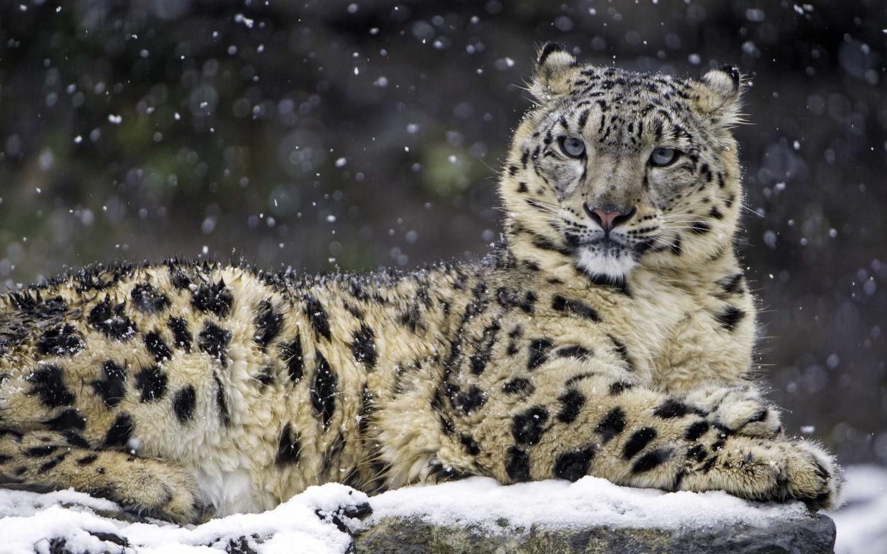 Das Snow Leopard Wallpaper 1280x800