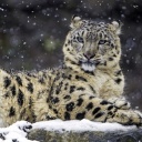 Обои Snow Leopard 128x128